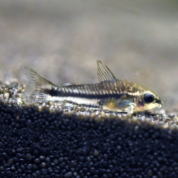 Zwergpanzerwelse, Corydoras pygmaeus